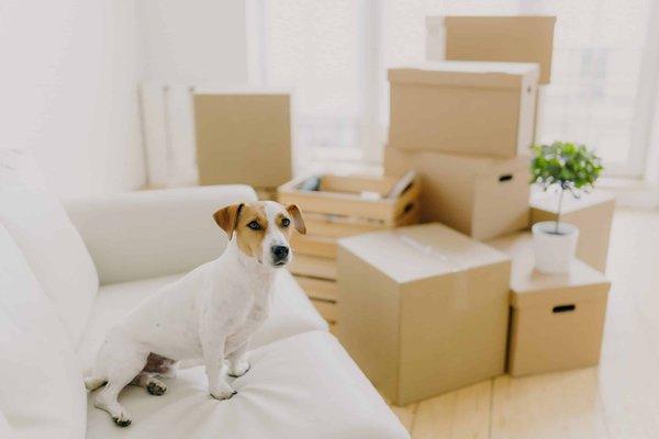 What's the Optimal Temperature Range for a Yorkshire Terrier's Indoor Comfort?